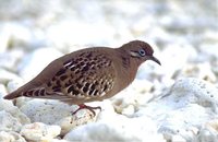 Galapagos Dove - Zenaida galapagoensis