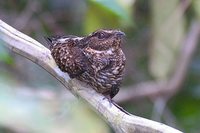 Blackish Nightjar - Caprimulgus nigrescens