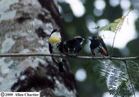 Spot-crowned Barbet - Capito maculicoronatus