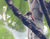 Scarlet-backed Woodpecker - Veniliornis callonotus