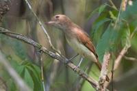 Ash-throated Casiornis - Casiornis fusca