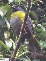 Black-and-yellow Silky-flycatcher - Phainoptila melanoxantha