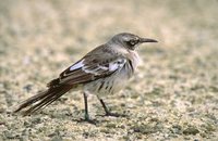 Galapagos Mockingbird - Nesomimus parvulus