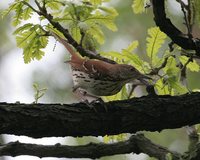 Brown Thrasher - Toxostoma rufum