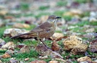 Bendire's Thrasher - Toxostoma bendirei