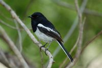 Madagascar Magpie-Robin - Copsychus albospecularis