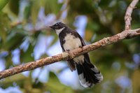 Pied Fantail - Rhipidura javanica