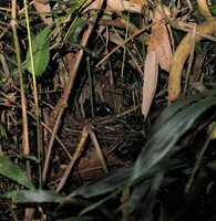 Crossley's Babbler - Mystacornis crossleyi