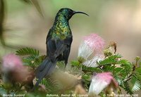 Bronze Sunbird - Nectarinia kilimensis