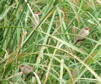 Common Waxbill - Estrilda astrild