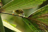 Choco Warbler - Basileuterus chlorophrys
