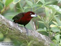 Silver-beaked Tanager - Ramphocelus carbo