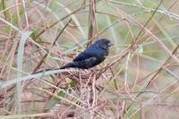 Blue-black Grassquit - Volatinia jacarina