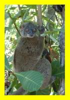 Gray-backed Sportive Lemur (Lepilemur dorsalis)