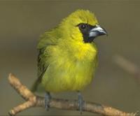 * Yellow Green Grosbeak