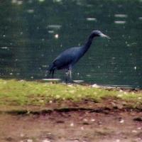 Little Blue Heron. Photo by Darin Rhein