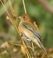 Indigo Bunting