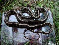 실뱀 Zamenis spinalis