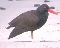 Haematopus ater