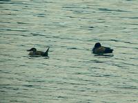 Maccoa Duck (Afrikansk kopparand) - Oxyura maccoa - Southern Pochard (Sydlig brunand) - Netta er...