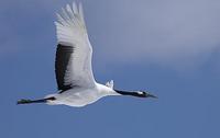 Red Crowned Crane , Grus japonensis , flying , in flight , against blue sky background Japan sto...
