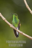 Striped tailed Hummingbird ( Eupherusa eximia ) , Monteverde , Costa Rica stock photo