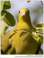 White-Bellied Green Pigeon 紅翅綠鳩 IMG 3002.jpg