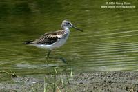 Common Greenshank Tringa nebularia