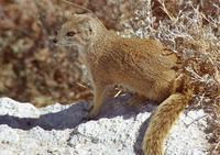 Photo of a yellow mongoose