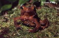 : Bufo proboscideus