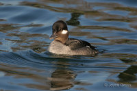 : Bucephala albeola; Bufflehead