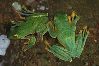 : Rhacophorus kio