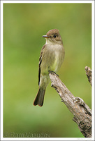 : Contopus sordidulus; Western Wood-pewee