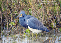 : Egretta tricolor; Tricolored Heron