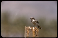 : Lanius ludovicianus; Loggerhead Shrike