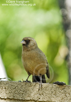 : Pipilo aberti; Abert's Towhee