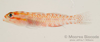 : Eviota albolineata