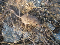 : Chaetodipus spinatus; Spiny Mouse