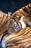 : Panthera tigris corbetti; Indo-chinese Tiger