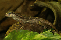 : Anolis sagrei