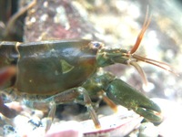 : Betaeus emarginatus; Rock Shrimp
