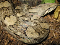 : Boa constrictor ortonii; Macanche;