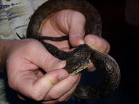 : Cerberus rynchops; Dog-faced Water Snake