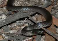 : Cryptophis nigrescens; Eastern Small-eyed Snake
