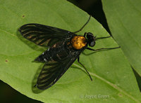 : Chrysopilus thoracicus; Golden-backed Snipe Fly