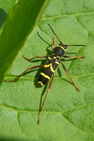 : Clytus arietis
