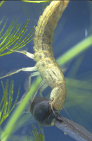 : Dytiscus marginalis (larvae); Water Tiger