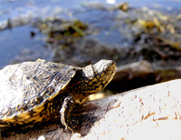 : Emys marmorata; Western Pond Turtle