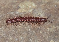 : Nearctodesmus insulanus; Millipede