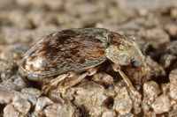 : Xerasia grisescens